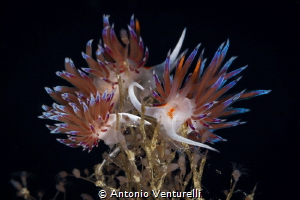 Cratena peregrina_September 2024
(Canon EF100, 1/200,f16... by Antonio Venturelli 